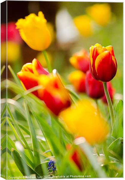 Tulip Garden Canvas Print by Andrew Ley