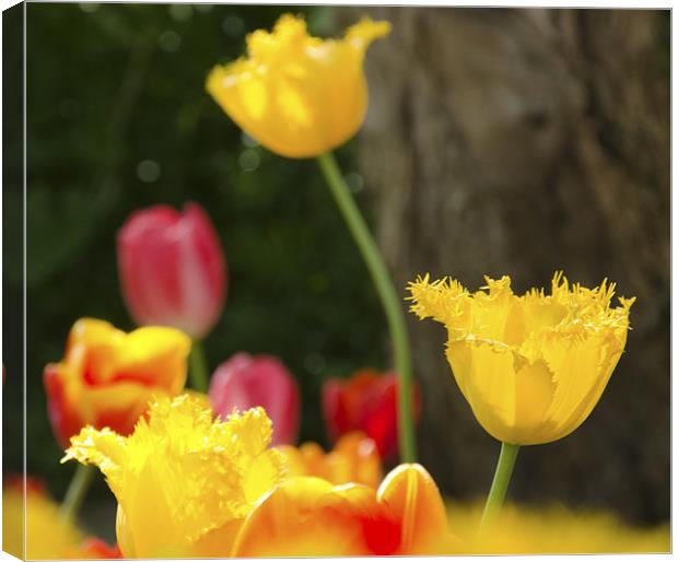 Yellow Tulips Canvas Print by Andrew Ley