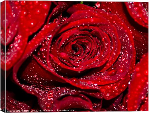 Red Rose with water drops Canvas Print by Andrew Ley