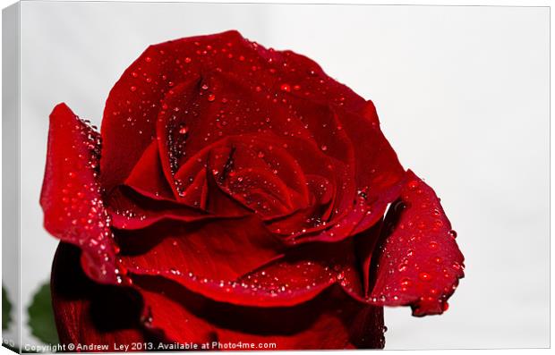 Red Rose and water drops Canvas Print by Andrew Ley