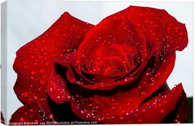 Water drops on red rose Canvas Print by Andrew Ley