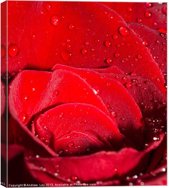 Roses and Water Canvas Print by Andrew Ley