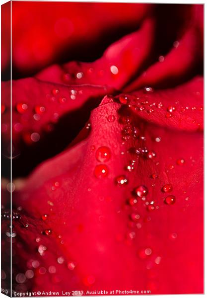 Water on Red Rose petal Canvas Print by Andrew Ley