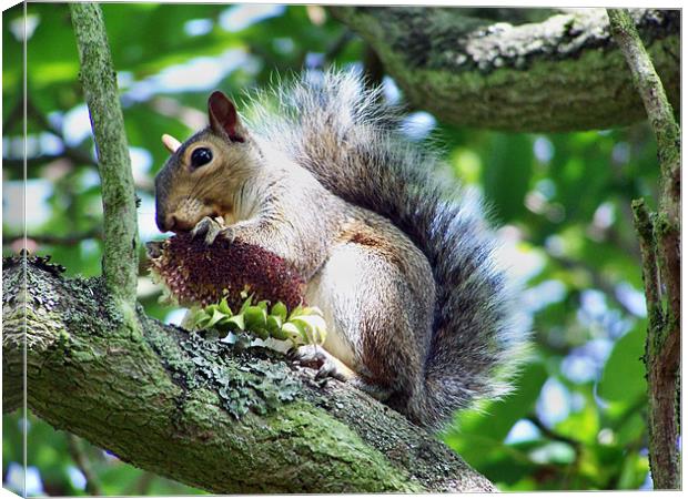 squirrel Canvas Print by carl blake