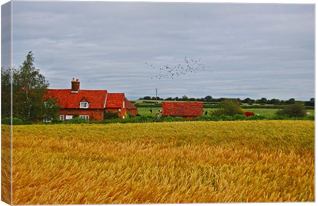 golden harvest Canvas Print by carl blake