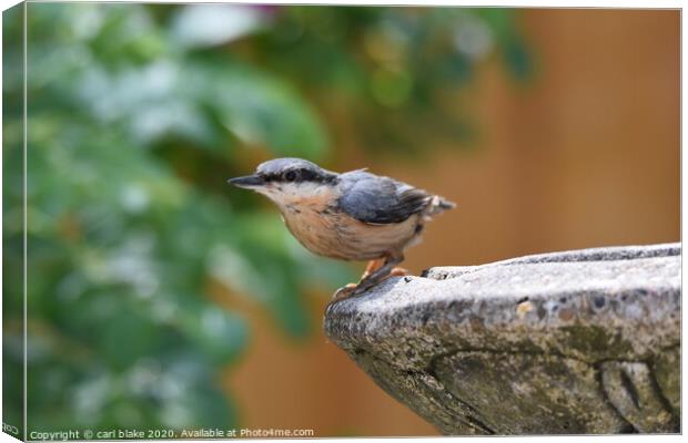 young nuthatch Canvas Print by carl blake