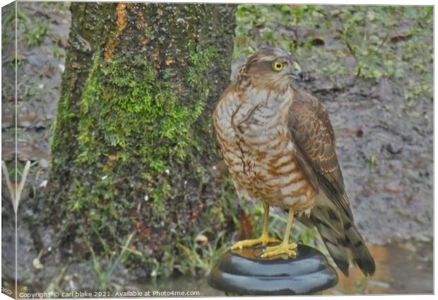 female sparrowhawk Canvas Print by carl blake