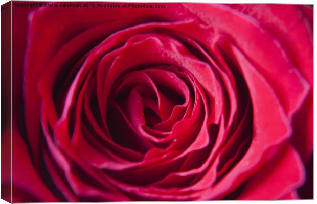 Red Red Rose Canvas Print by claire lukehurst
