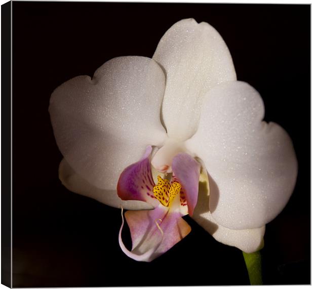 White Orchid Canvas Print by claire lukehurst