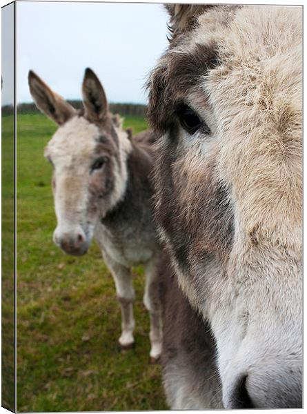 Donkeys Canvas Print by claire lukehurst