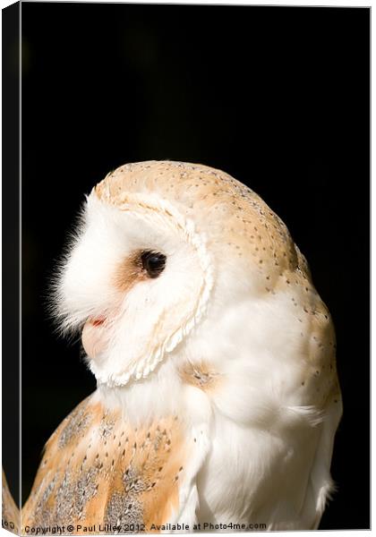 Barn Owl (Tyto alba) Canvas Print by Digitalshot Photography