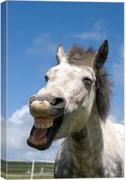Laughing Connemara pony Canvas Print by Digitalshot Photography