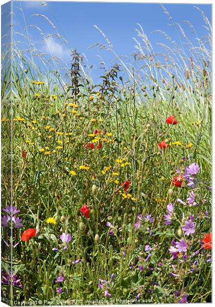 Vibrant Wildflower Paradise Canvas Print by Digitalshot Photography