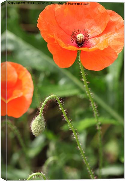 Vibrant Norfolk Poppies Canvas Print by Digitalshot Photography
