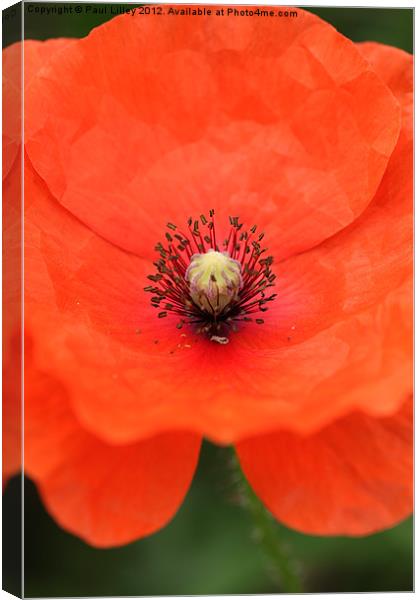 Vibrant Red Poppy Blooming in Norfolk Canvas Print by Digitalshot Photography