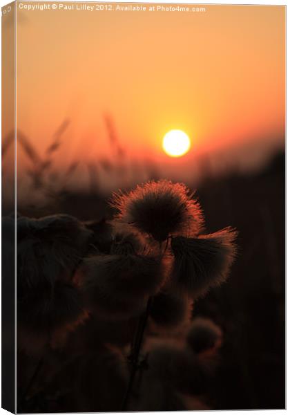 Thistles at Sunset Canvas Print by Digitalshot Photography