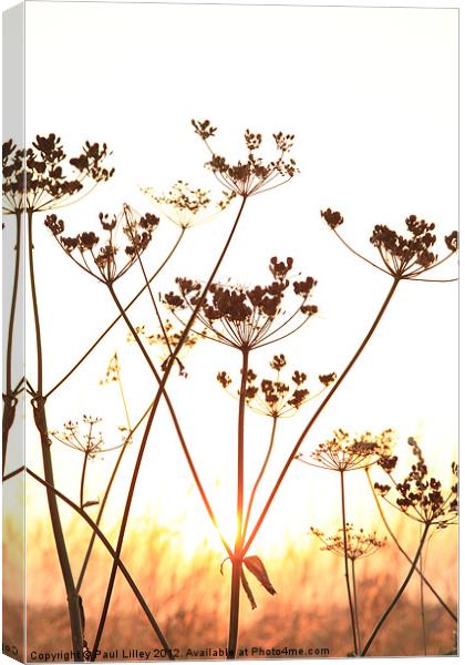 Cow Parsley (Keck) at Sunset. Canvas Print by Digitalshot Photography