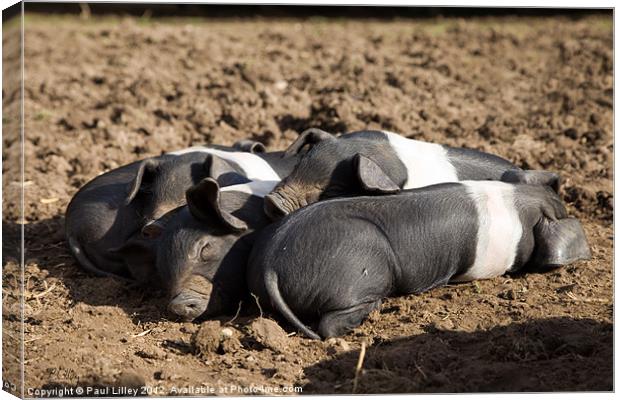 Lazy Little Pigs! Canvas Print by Digitalshot Photography
