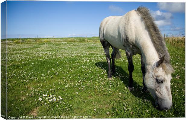 Majestic Connemara Pony Grazing in a Lush Field Canvas Print by Digitalshot Photography