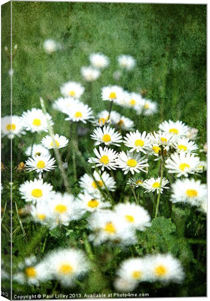 A Dazzling English Daisy Canvas Print by Digitalshot Photography