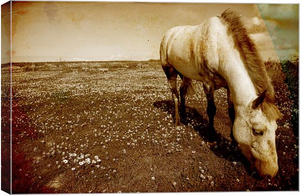 Majestic Grey Pony Canvas Print by Digitalshot Photography