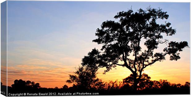 SILHOUETTE TREE @ SUNSET Canvas Print by Renata Ewald