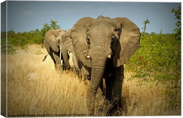 FOLLOW THE LEADER Canvas Print by Renata Ewald