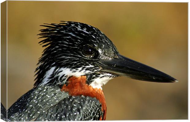 KINGFISHER BEAUTY Canvas Print by Renata Ewald