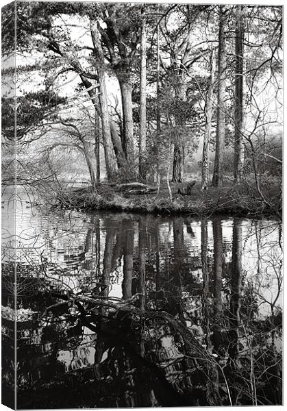 Trees and reflections Canvas Print by Chris Martin