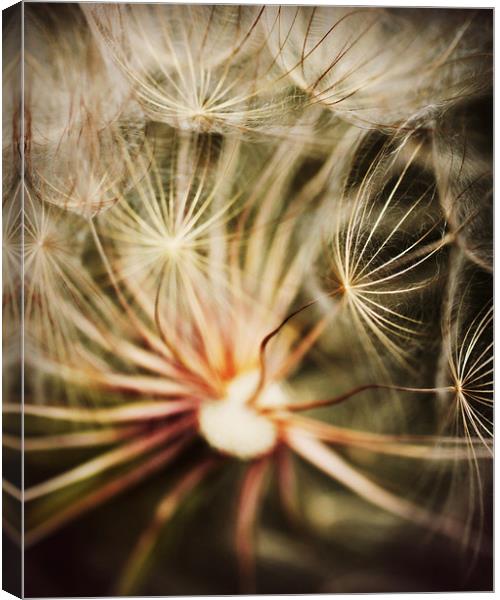 Dandelion Seeds Canvas Print by Rachel Webb