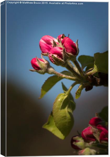 Spring Floral 3 - Apple blossom Canvas Print by Matthew Bruce
