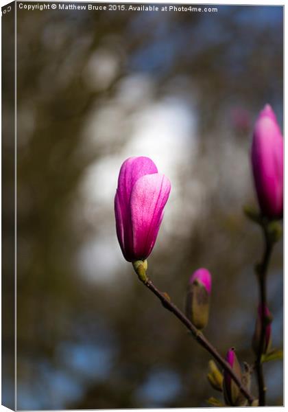  Spring Floral 4 - Magnolia Canvas Print by Matthew Bruce
