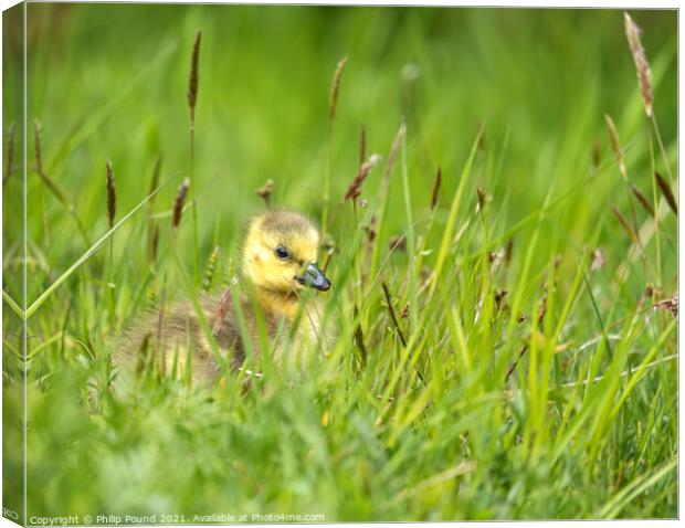 Gosling in the grass Canvas Print by Philip Pound