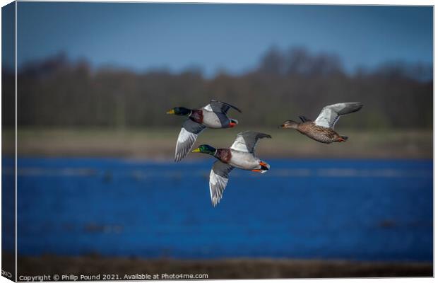 Three Mallard Ducks in flight Canvas Print by Philip Pound
