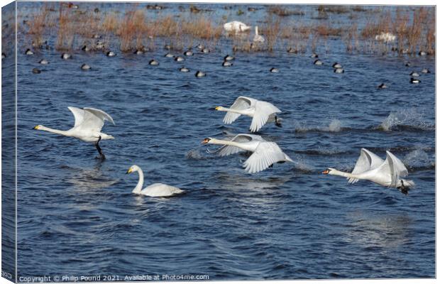 Whooper and Mute Swan taking off Canvas Print by Philip Pound