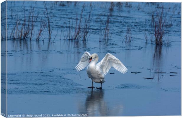 Mute Swan on Ice Canvas Print by Philip Pound