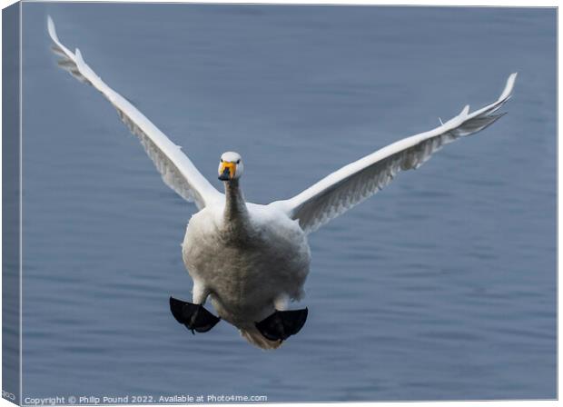 Whooper Swan Landing Canvas Print by Philip Pound