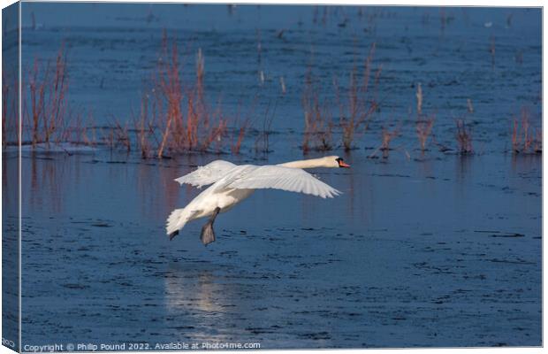 Mute Swan landing on melting ice Canvas Print by Philip Pound