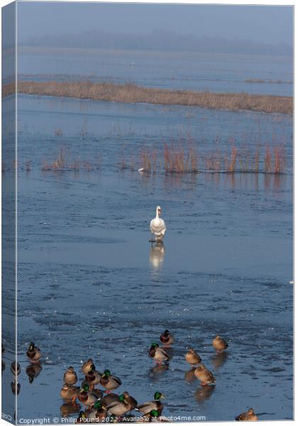 Mute swan walking on ice towards mallard ducks Canvas Print by Philip Pound