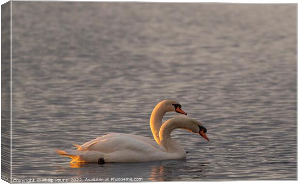 Two mute swans at sunset Canvas Print by Philip Pound