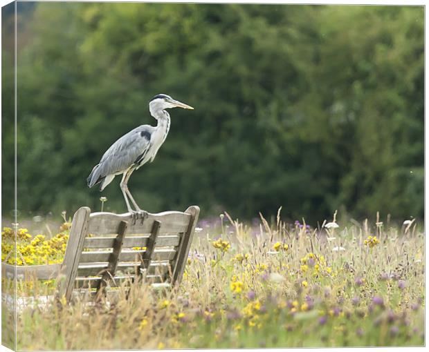 Grey Heron in Wildflower Meadow Canvas Print by Philip Pound