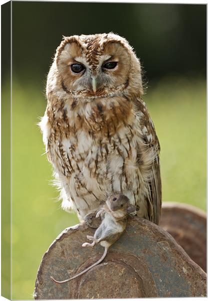 Tawny Owl with Mouse Canvas Print by Philip Pound