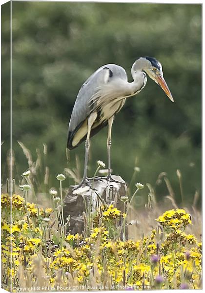 Grey Heron In Wildflower Meadow Canvas Print by Philip Pound