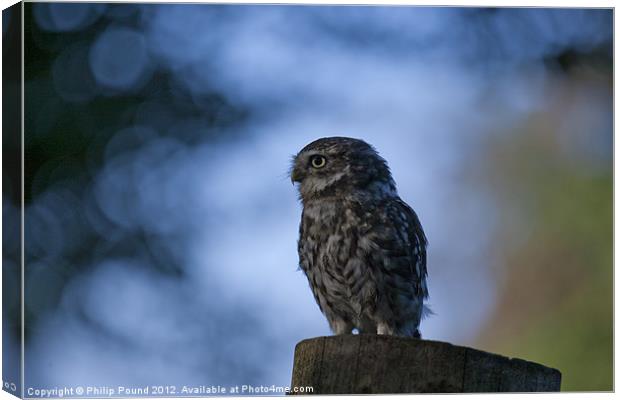 Little Owl On Tree Stump Canvas Print by Philip Pound