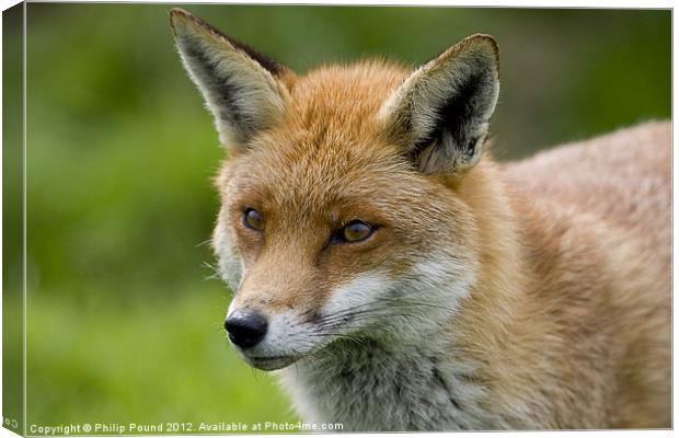 Head Shot of a Red Fox Canvas Print by Philip Pound