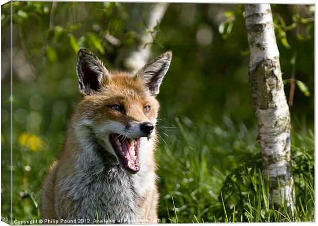 Head shot of red fox Canvas Print by Philip Pound