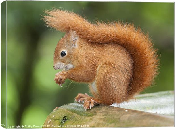 Red Squirrel Canvas Print by Philip Pound