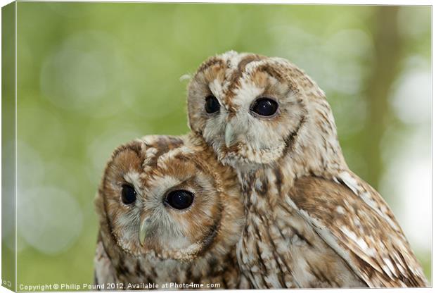 Pair of Tawny Owls Canvas Print by Philip Pound