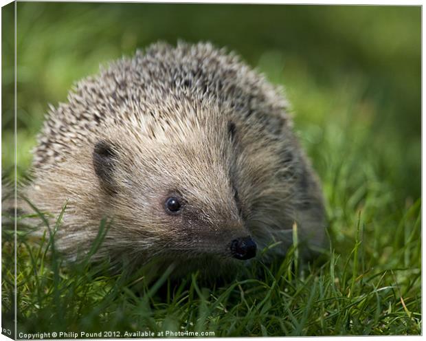 Hedgehog Canvas Print by Philip Pound