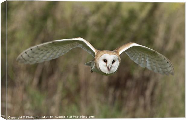 Barn Owl Hunting Canvas Print by Philip Pound